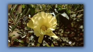 1993_NT_D05-13-48_Wuesten-Laternenblume (Abutilon leucopetalum).jpg